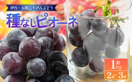 [伊台五明こうげんぶどう]種なしピオーネ 約1kg | ピオーネ ぶどう 伊台五明こうげんぶどう 冷蔵 期間限定 愛媛県 松山市 ベジろう 送料無料[VEG0049]