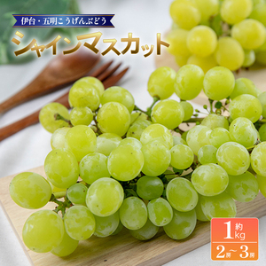 [伊台五明こうげんぶどう]シャインマスカット 約1kg | シャインマスカット ぶどう 伊台五明こうげんぶどう 冷蔵 期間限定 愛媛県 松山市 ベジろう 送料無料[VEG0043]