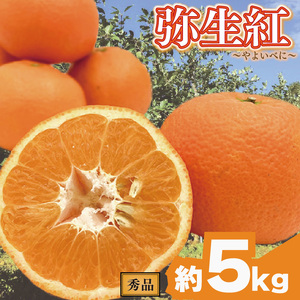 [先行予約] 完熟いよかん (秀品)[弥生紅]約5kg | みかんみかんみかんみかんみかん 