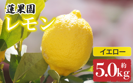 [先行予約] [イエローレモン] [ 2026年1月上旬から発送] 約5kg 防腐剤 ワックス 不使用| 訳あり レモン 檸檬 完熟 柑橘 酸味 国産 愛媛県産 訳あり 新鮮 愛媛 松山[RNK021_y]