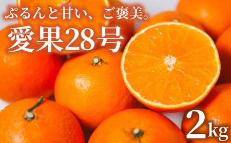 [2025年11月下旬頃順次発送] あいか28号 2kg 愛果28号 愛媛 みかん あいか あいか28号 愛果 愛果28号 紅マドンナ 紅まどんな と同品種 
