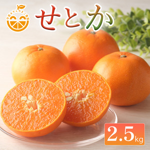 [先行予約]中島産 せとか 2.5kg 家庭用 中島みかんのまこ農園 | みかん ミカン オレンジ おれんじ せとか フルーツ 果物 くだもの 高級柑橘 愛媛県松山市 中島産 柑橘王様