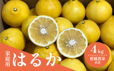 春を呼ぶ はるか 家庭用 4kg | みかん 柑橘 果物 ミカン
