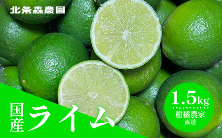 さわやか果実 ライム 1.5kg | ライム みかん 柑橘 国産ライム