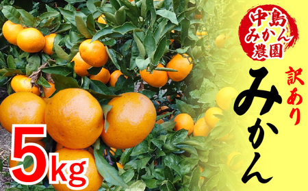 y2025N12甭zY B݂ 󂠂 5kg b Ђ  ݂ ~J  k ʕ t[c R Q ݂ ~J  ݂ B݂ ~J Q R ݂