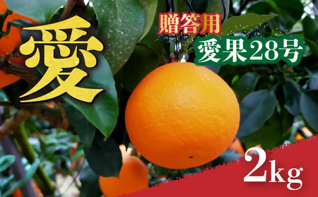 愛媛 みかん 愛果28号 贈答用 2kg あいか [先行予約 2025年12月上旬から発送] 