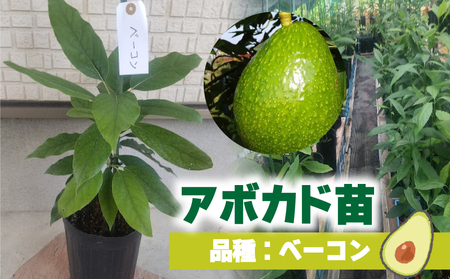 A{Jhڂؕc  x[RiB^CvjPNcP{ bc K[fjO _ ƒ؉  A{Jh  ڂ Y A{Jh T_ A{Jh  A{Jh N A{Jh X̃o^[