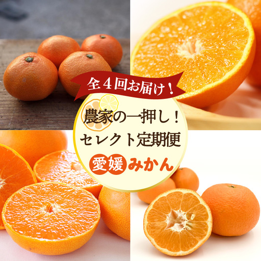 愛媛みかん 定期便 [全4回] 農家の一押し! セレクト定期便 | 愛果28号 石地みかん せとか 完熟島いよかん 