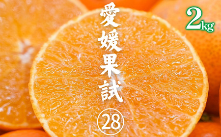 訳あり 愛果28号(紅まどんな と同品種) みかん約2kg | 紅マドンナ と同品種 まどんな マドンナ 柑橘 果物 フルーツ あいか 愛果28号 みかん 松山市 愛媛県
