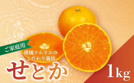[せとか][2026年2月下旬から発送] せとか 家庭用 お試し 1kg | 愛媛県松山市