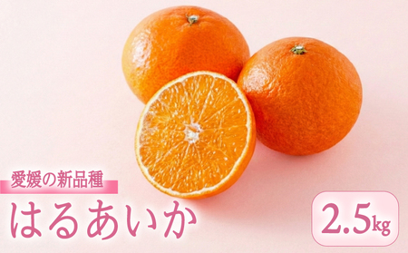 [3月上旬頃順次発送]愛媛県産 はるあいか 2.5kg M~4Lサイズ 