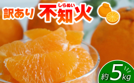 訳あり 不知火 約5kg [2026年3月頃から順次発送]みかん 愛媛県 松山市