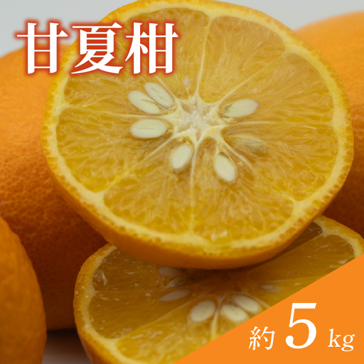 [訳あり] 甘夏柑 約5kg [順次発送中] | みかん 甘夏 あまなつ 蜜柑 柑橘 果物 くだもの フルーツ みかん ミカン mikan mican 不揃い 傷 ワケアリ 訳アリ 愛媛県 松山市 