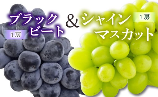 ぶどう 食べ比べセット シャインマスカット & ブラックビート [2026年8月下旬頃から順次発送] 