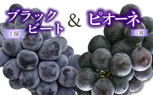 ぶどう 食べ比べセット ピオーネ & ブラックビート [2026年8月下旬頃から順次発送] 