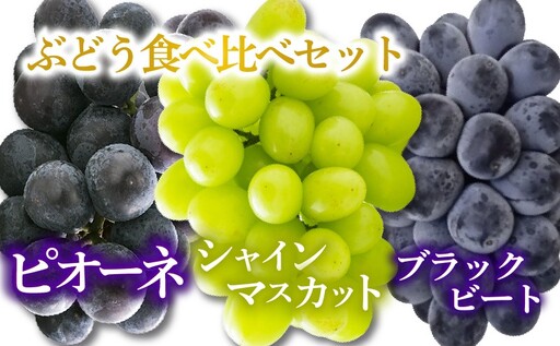 ぶどう 食べ比べセット シャインマスカット & ピオーネ & ブラックビート 【2026年8月下旬頃から順次発送】 | ぶどう 葡萄 フルーツ 果物 産地直送  期間限定 くだもの マスカット ぶどう 葡萄 ブドウ おすすめ 人気 旬 フルーツ 愛媛県 松山市【FA118】