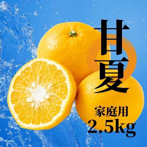 [2027年2月下旬頃から順次発送]甘夏 家庭用 約2.5kg | 愛媛 愛媛県産みかん 蜜柑 ミカン mikan みかん あまなつ 柑橘 お取り寄せ グルメ 期間限定 数量限定 酸味 果物 旬 愛媛県 松山市 