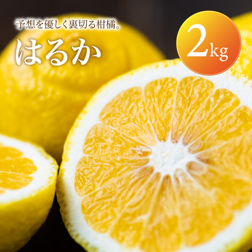 はるか 家庭用 2kg [2027年2月上旬頃から順次発送] | みかん ミカン mikan 蜜柑 訳ありフルーツ 柑橘 果物 おすすめ お勧め お取り寄せ ギフト 愛媛県 松山市 