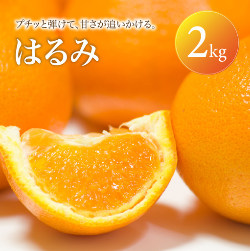 はるみ 家庭用 2kg [2027年2月中旬頃から順次発送] | みかん ミカン mikan 蜜柑 訳ありフルーツ 柑橘 果物 おすすめ お勧め お取り寄せ ギフト 愛媛県 松山市 