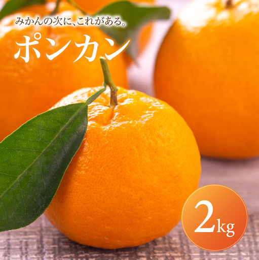 ポンカン 家庭用 2kg [2027年1月中旬頃から順次発送] | ぽんかん みかん ミカン mikan 蜜柑 訳ありフルーツ 柑橘 果物 おすすめ お勧め お取り寄せ ギフト 愛媛県 松山市 