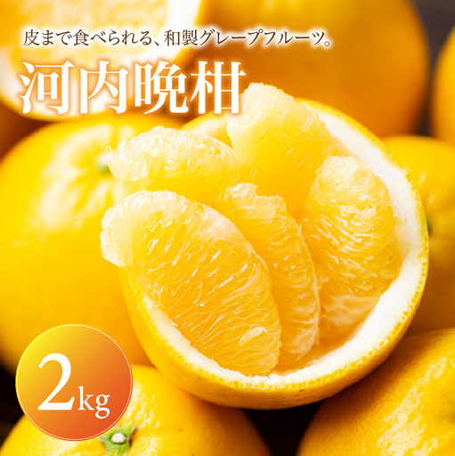 河内晩柑 家庭用 2kg [2027年4月上旬頃から順次発送] | みかん ミカン mikan 蜜柑 訳ありフルーツ 柑橘 果物 おすすめ お勧め お取り寄せ ギフト 愛媛県 松山市 
