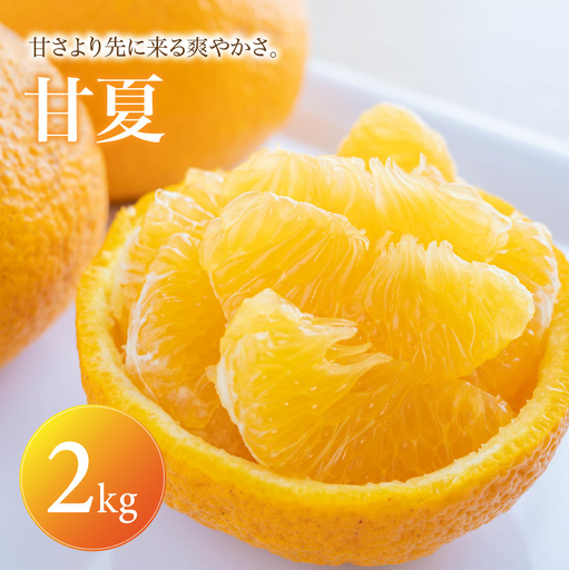 甘夏 家庭用 2kg [2027年3月中旬頃から順次発送] | みかん ミカン mikan 蜜柑 訳ありフルーツ 柑橘 果物 おすすめ お勧め お取り寄せ ギフト 愛媛県 松山市 