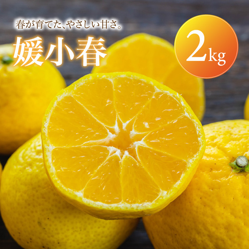 媛小春 家庭用 2kg [2027年1月下旬頃から順次発送] | みかん ミカン mikan 蜜柑 訳ありフルーツ 柑橘 果物 おすすめ お勧め お取り寄せ ギフト 愛媛県 松山市 