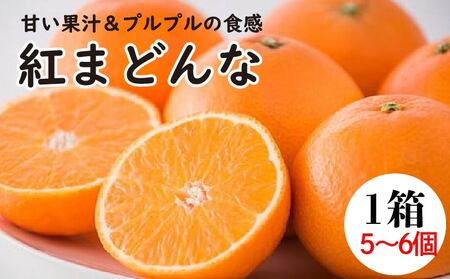 [11月下旬から発送] 紅まどんな1箱(5から6個入り)( 紅まどんな 柑橘 フルーツ まどんな みかん 愛媛 みかん 紅まどんな 蜜柑 紅まどんな)[FA0111]