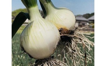 [1月中旬から発送] 松山市津和地島産 新玉ねぎ 4kg (野菜 玉ねぎ たまねぎ タマネギ 産地直送 期間限定 愛媛 松山 フジ・アクリフーズ )[FA077VC011]