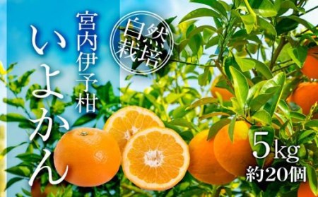 [2026年1月中旬ごろ発送] 家庭用 みかん 宮内伊予柑 いよかん 5kg(約20個) 自然栽培 | 伊予柑 ミカン 柑橘 みかん 期間限定 フルーツ 果物 果実 愛媛県産 愛媛 松山 農薬不使用[IZ0041]