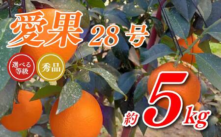 愛果28号 5kg あいか 秀品 愛果 みかん 柑橘 蜜柑 フルーツ 先行予約 松山市 愛媛県 数量限定 [ 2024年 11月 12月発送 ][OS0022]