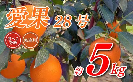 愛果28号 5kg あいか 家庭用 愛果 みかん 柑橘 蜜柑 フルーツ 先行予約 松山市 愛媛県 数量限定 [ 2024年 11月 12月発送 ][OS0032]