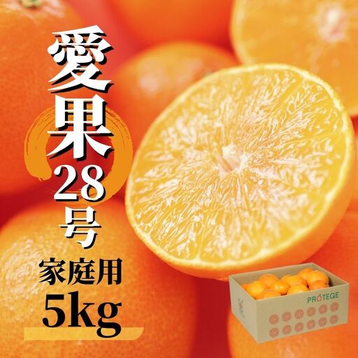 【2026年12月頃から順次発送】愛果28号 (紅まどんな と同品種) 5kg 家庭用  | 愛媛産 愛媛県産 国産 愛媛みかん 愛媛蜜柑 愛媛ミカン みかん ミカン mikan 蜜柑 柑橘 フルーツ 果物 くだもの お取り寄せ 産地直送 数量限定 人気 おすすめ 愛媛県 松山市 送料無料 ）【PT0021】