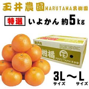 [先行予約][2025年2月上旬頃発送][特選]玉井農園のいよかん 5kg(3L〜Lサイズ)[SSK003_x]