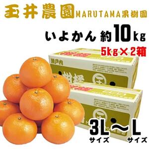 [先行予約][2025年2月上旬頃発送]玉井農園のいよかん 10kg(3L〜Lサイズ) [SSK004_x]