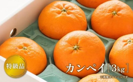 [2月より発送] 先行予約 特級品 カンペイ 甘平 3kg ( みかん 柑橘 みかん 果物 みかん フルーツ みかん 松山市 愛媛県)[TMN0151]