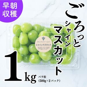 [2025収穫分先行予約]シャインマスカット 1kg バラ粒 500g 2パック 小分け 新着 人気 シャインマスカット 愛媛県産 まつやましさんしゃいんますかっと マスカット しゃいんますかっと 大粒 愛媛県 松山市 えひめけんさんしゃいんますかっと ブドウ 松山市産 贈答 期間限定 2025年発送 先行予約 ※8/20頃〜発送予定 ナチュラルファームen