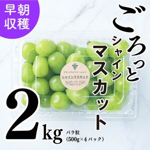 [2025収穫分先行予約] シャインマスカット 2kg バラ粒 500g 4パック 小分け 新着 人気 シャインマスカット マスカット マスカット 