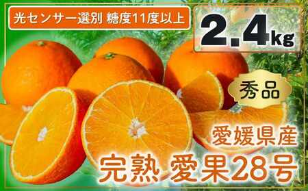 完熟 愛果28号 (紅まどんな と同品種) 秀品 2.4kg (8〜15個) 光センサー選別 糖度11度以上 [2026年11月下旬頃から順次発送] [MCF0043]