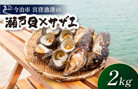 幻の貝「瀬戸貝」と高級サザエ[瀬戸貝10個(約1kg)・サザエ5個(約1kg)][V002770]