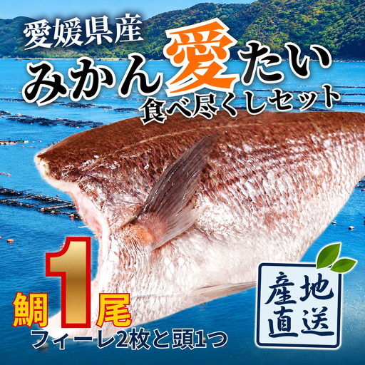 みかんの風味が食欲をそそる愛媛県の公認ブランド「みかん愛たい」食べ尽くしセット 三枚おろし2枚 頭 鯛 タイ 魚 刺身 煮つけ 愛媛 すぐ食べられる