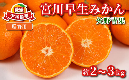 贈答用 みかん 宮川早生 2 ~ 3kg 矢野青果 温州みかん 柑橘 温州 うんしゅう 果物 くだもの フルーツ 濃厚 甘い 甘味 蜜柑 早生 贈答品 贈答 ギフト プレゼント 産地直送 農家直送 数量限定 国産 愛媛 宇和島 B012-171002