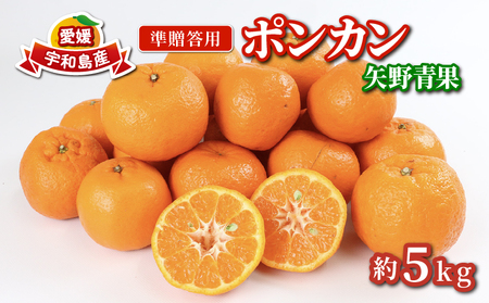 準 贈答用 ポンカン 5kg 矢野青果 みかん 先行予約 柑橘 果物 くだもの フルーツ ぽんかん 濃厚 甘い 甘味 蜜柑 美味しい 準贈答用 贈答品 贈答 ギフト プレゼント ミカン 愛媛みかん 愛媛県産みかん 産地直送 数量限定 国産 愛媛 宇和島 B012-171007