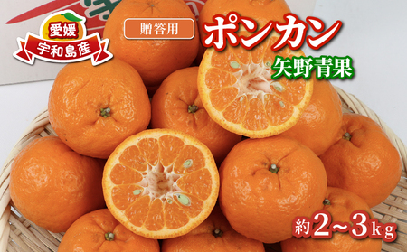 贈答用 ポンカン 2 ~ 3kg 矢野青果 みかん 先行予約 柑橘 果物 くだもの フルーツ ぽんかん 濃厚 甘い 甘味 蜜柑 美味しい 贈答品 贈答 ギフト プレゼント ミカン 愛媛みかん 愛媛県産みかん 産地直送 数量限定 国産 愛媛 宇和島 B012-171008