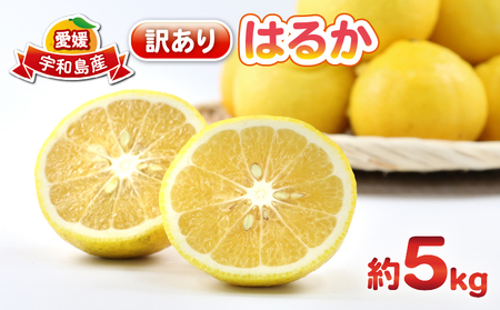 はるか 訳ありみかん 訳あり はるか 5kg 杉本屋 先行予約 わけあり 品 果物 くだもの フルーツ 柑橘 蜜柑 みかん mikan グルメ お取り寄せ デザート ビタミン 愛媛県産 愛媛 愛媛ミカン 産地直送 数量限定 国産 宇和島