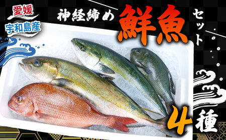 鮮魚 セット 神経締め 宇和海産 4種 こもこもShop 鮮魚詰合せ 神経〆 まるごと タイ カンパチ ブリヒラ シマアジ 養殖 刺身 お刺身 お刺し身 刺し身 人気 鯛 鯛めし 塩焼き 煮付け 焼き魚 アレンジ 新鮮 産地直送 冷蔵 国産 愛媛 宇和島 D060-186002