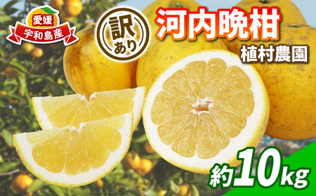 󂠂 ͓ӊ 10kg A_ ӊ 킿΂񂩂 a O[vt[c A 󂠂i Q݂ Q QY݂  ݂ mikan u₩ ς tbV ʕ 