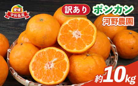 訳あり ポンカン 10kg 河野農園 わけあり みかん 蜜柑 mikan 愛媛みかん 愛媛ミカン 愛媛蜜柑 宇和島みかん ぽんかん 甘い 濃厚 人気 品種 果物 くだもの フルーツ おすすめ 訳アリ 訳あり品 柑橘 農家直送 産地直送 数量限定 先行予約 国産 宇和島