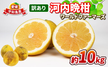 Q݂ 󂠂 ͓ӊ 10kg [ht@[}[Y s\ 킯 Q~J Q A 󂠂i L mikan ӊ 킿΂񂩂 a O[vt[c ʕ t[c 