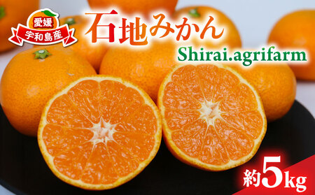 愛媛みかん 石地みかん 約5kg S~L サイズ Shirai.agrifarm 先行予約 中生 なかて 愛媛ミカン 愛媛蜜柑 mikan 温州 温州みかん 不揃い 果物 くだもの フルーツ 柑橘 蜜柑 産地直送 農家直送 数量限定 国産 宇和島